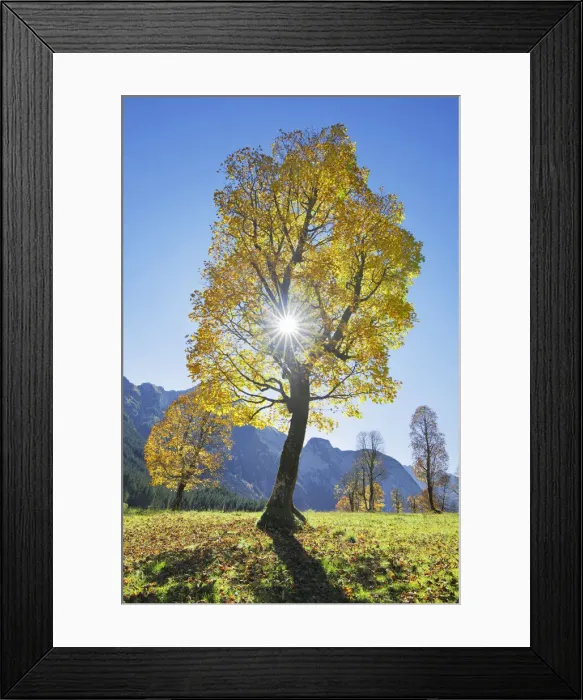 Framed Print : Sycamore maple in autumn colours - Austria, Tyrolia, Schwaz, Risstal, Eng Framed Print : Sycamore maple in autumn colours - Austria, Tyrolia, Schwaz, Risstal, Eng