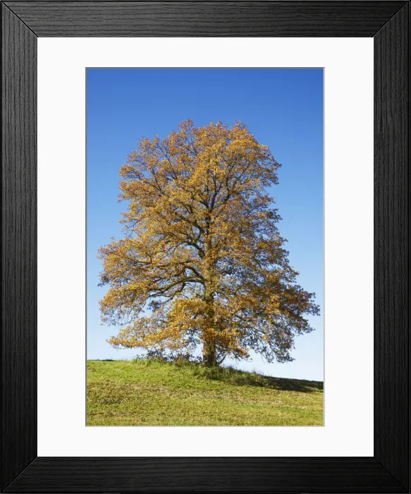 Framed Print : Oak in autumn colours - Germany, Bavaria, Upper Bavaria, Garmisch-Partenkirchen Framed Print : Oak in autumn colours - Germany, Bavaria, Upper Bavaria, Garmisch-Partenkirchen