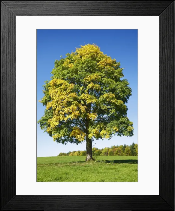 Framed Print : Montpellier maple in autumn colours - Germany, Bavaria, Upper Bavaria Framed Print : Montpellier maple in autumn colours - Germany, Bavaria, Upper Bavaria
