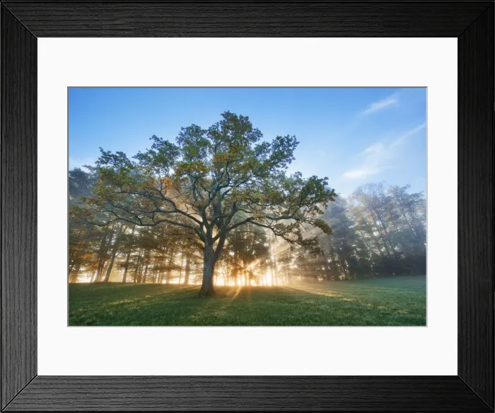 Framed Print : Oak forest in fog - Germany, Bavaria, Upper Bavaria, Weilheim-Schongau, Obersochering Framed Print : Oak forest in fog - Germany, Bavaria, Upper Bavaria, Weilheim-Schongau, Obersochering