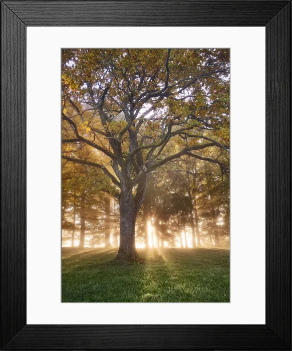 Framed Print : Oak forest in fog - Germany, Bavaria, Upper Bavaria, Weilheim-Schongau, Obersochering Framed Print : Oak forest in fog - Germany, Bavaria, Upper Bavaria, Weilheim-Schongau, Obersochering