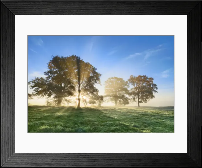 Framed Print : Oak forest in fog - Germany, Bavaria, Upper Bavaria, Weilheim-Schongau, Obersochering Framed Print : Oak forest in fog - Germany, Bavaria, Upper Bavaria, Weilheim-Schongau, Obersochering
