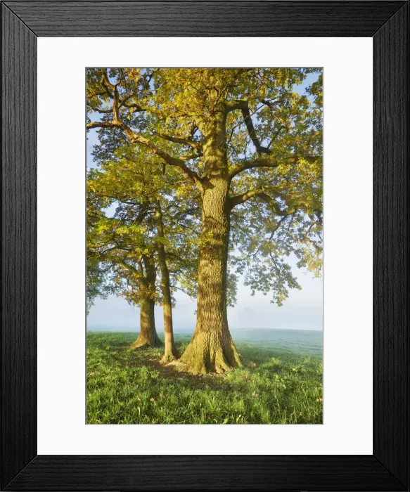 Framed Print : Oak in fog - Germany, Bavaria, Upper Bavaria, Weilheim-Schongau, Obersochering Framed Print : Oak in fog - Germany, Bavaria, Upper Bavaria, Weilheim-Schongau, Obersochering