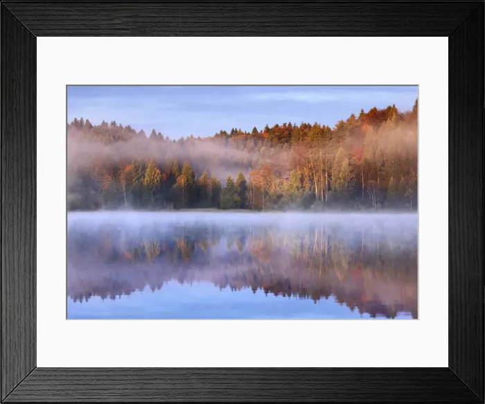 Framed Print : Beech forest at Lake - Germany, Bavaria, Upper Bavaria, Bad Tolz-Wolfratshausen, Kirchsee Framed Print : Beech forest at Lake - Germany, Bavaria, Upper Bavaria, Bad Tolz-Wolfratshausen, Kirchsee