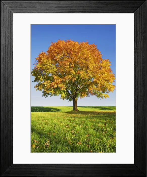 Framed Print : Norway maple in autumn colours - Germany, Bavaria, Upper Bavaria, Bad Tolz-Wolfratshausen Framed Print : Norway maple in autumn colours - Germany, Bavaria, Upper Bavaria, Bad Tolz-Wolfratshausen
