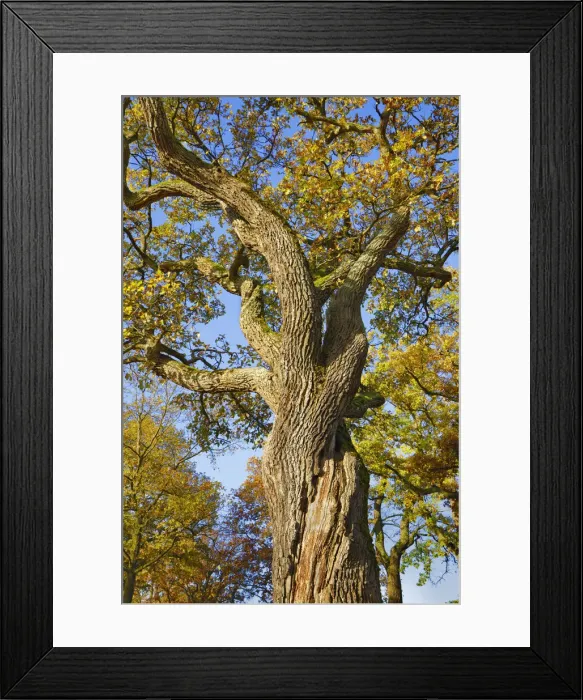 Framed Print : Oak - Germany, Bavaria, Upper Bavaria, Starnberg, Seefeld, Meiling - Funfseenland Framed Print : Oak - Germany, Bavaria, Upper Bavaria, Starnberg, Seefeld, Meiling - Funfseenland