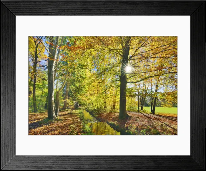 Framed Print : Beech forest in autumn colours - Germany, Bavaria, Upper Bavaria, Starnberg Framed Print : Beech forest in autumn colours - Germany, Bavaria, Upper Bavaria, Starnberg