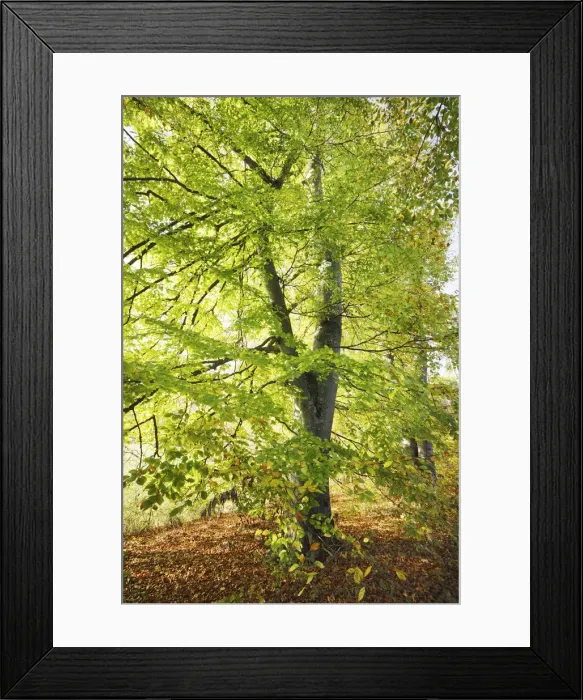 Framed Print : European beech - Germany, Bavaria, Upper Bavaria, Starnberg, Seefeld Framed Print : European beech - Germany, Bavaria, Upper Bavaria, Starnberg, Seefeld