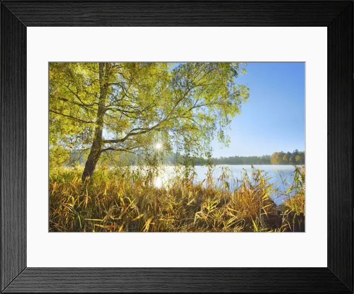 Framed Print : lakeshore with birch and reed - Germany, Bavaria, Upper Bavaria, Starnberg Framed Print : lakeshore with birch and reed - Germany, Bavaria, Upper Bavaria, Starnberg