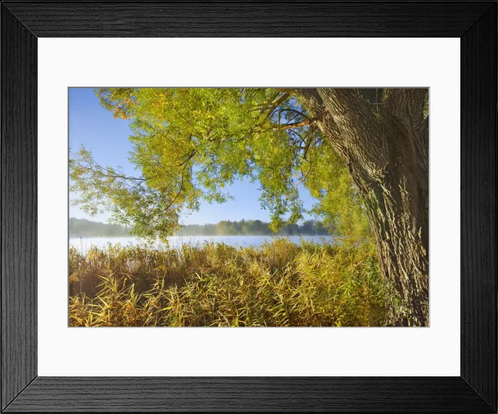 Framed Print : lakeshore with willow and reed - Germany, Bavaria, Upper Bavaria, Starnberg Framed Print : lakeshore with willow and reed - Germany, Bavaria, Upper Bavaria, Starnberg