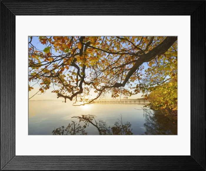 Framed Print : Oak in autumn colours at lake - Germany, Bavaria, Upper Bavaria, Starnberg Framed Print : Oak in autumn colours at lake - Germany, Bavaria, Upper Bavaria, Starnberg