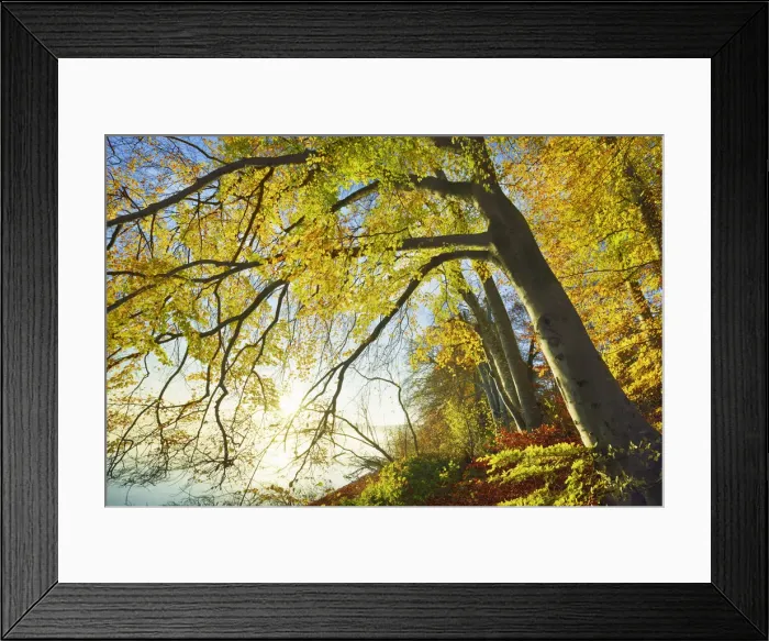 Framed Print : European beech in autumn colours at lake - Germany, Bavaria, Upper Bavaria, Starnberg Framed Print : European beech in autumn colours at lake - Germany, Bavaria, Upper Bavaria, Starnberg