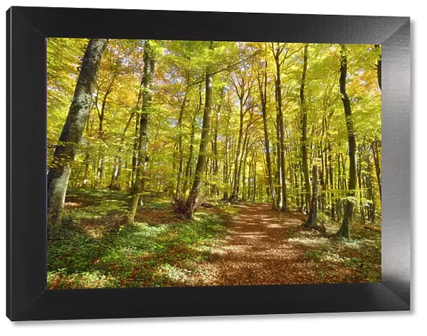 Beech forest in autumn colours - Germany, Baden-Wurttemberg, Tubingen, Alb-Donau-Kreis