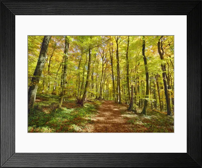 Framed Print : Beech forest in autumn colours - Germany, Baden-Wurttemberg, Tubingen, Alb-Donau-Kreis Framed Print : Beech forest in autumn colours - Germany, Baden-Wurttemberg, Tubingen, Alb-Donau-Kreis