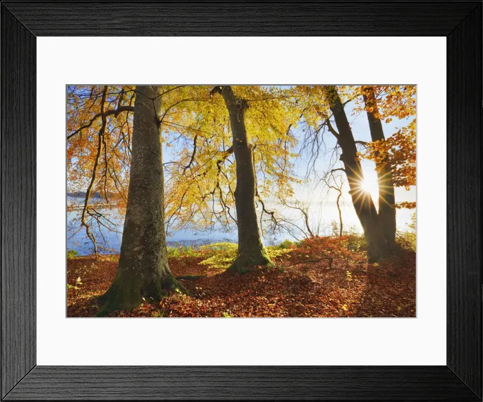 Framed Print : European beech in autumn colours at lake - Germany, Bavaria, Upper Bavaria, Starnberg Framed Print : European beech in autumn colours at lake - Germany, Bavaria, Upper Bavaria, Starnberg