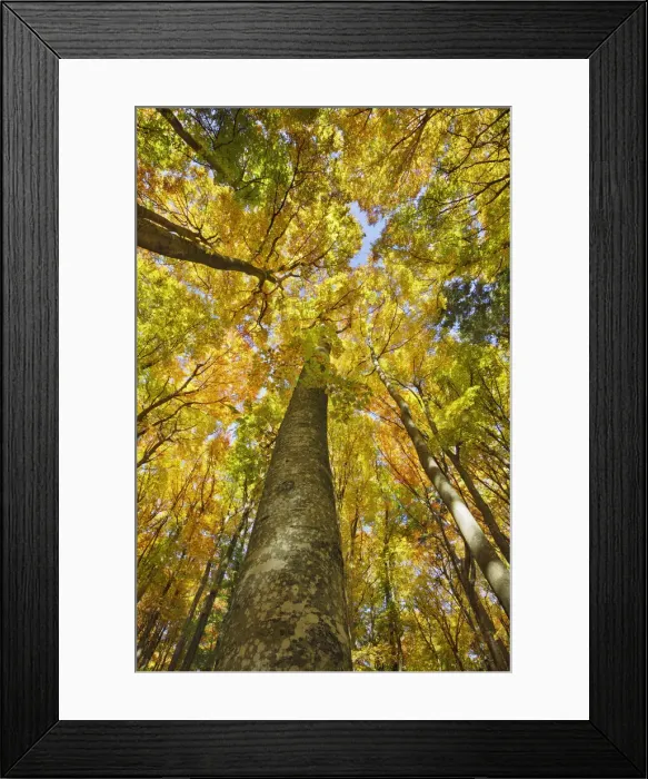 Framed Print : Beech forest in autumn colours - Germany, Baden-Wurttemberg, Tubingen, Alb-Donau-Kreis