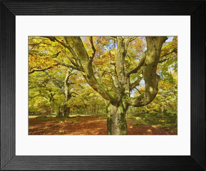 Framed Print : European beech - Germany, Hessia, Kassel, Waldeck-Frankenberg, Bad Wildungen Framed Print : European beech - Germany, Hessia, Kassel, Waldeck-Frankenberg, Bad Wildungen