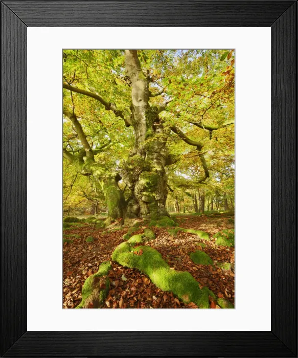 Framed Print : European beech - Germany, Hessia, Kassel, Waldeck-Frankenberg, Bad Wildungen Framed Print : European beech - Germany, Hessia, Kassel, Waldeck-Frankenberg, Bad Wildungen