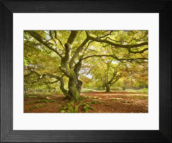 Framed Print : European beech - Germany, Hessia, Kassel, Waldeck-Frankenberg, Bad Wildungen Framed Print : European beech - Germany, Hessia, Kassel, Waldeck-Frankenberg, Bad Wildungen