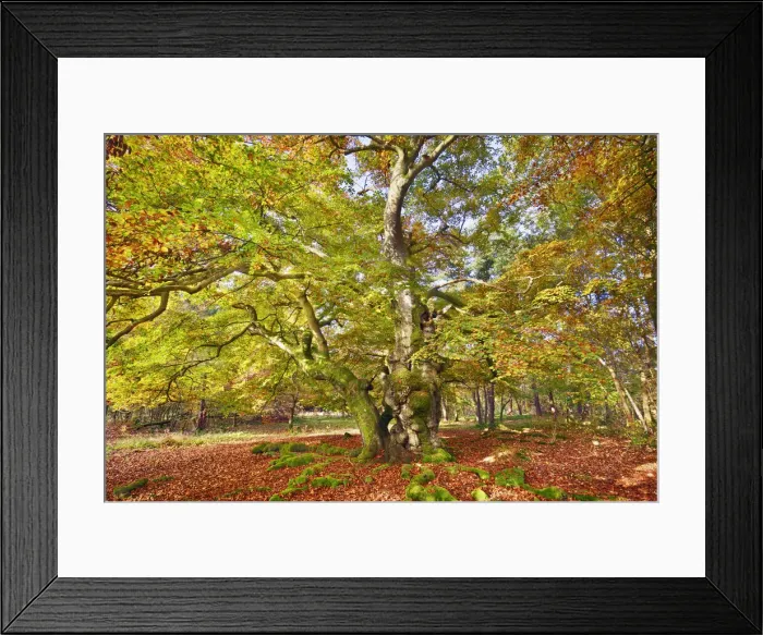 Framed Print : European beech - Germany, Hessia, Kassel, Waldeck-Frankenberg, Bad Wildungen Framed Print : European beech - Germany, Hessia, Kassel, Waldeck-Frankenberg, Bad Wildungen