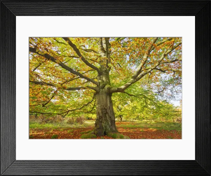 Framed Print : European beech - Germany, Hessia, Kassel, Waldeck-Frankenberg, Bad Wildungen Framed Print : European beech - Germany, Hessia, Kassel, Waldeck-Frankenberg, Bad Wildungen