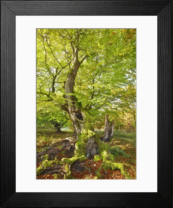Framed Print : European beech - Germany, Hessia, Kassel, Waldeck-Frankenberg, Bad Wildungen Framed Print : European beech - Germany, Hessia, Kassel, Waldeck-Frankenberg, Bad Wildungen