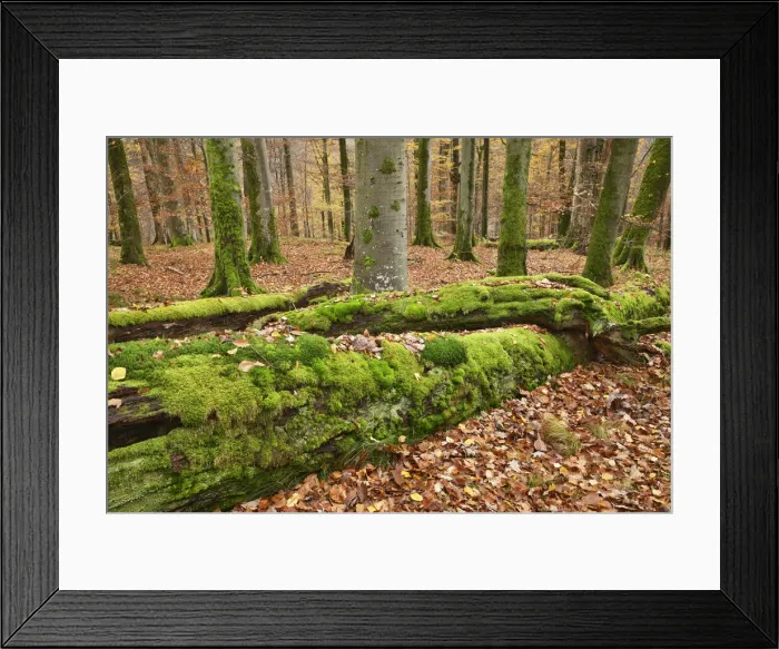 Framed Print : Beech forest in autumn colours with moss covered deadwood - Germany, Bavaria Framed Print : Beech forest in autumn colours with moss covered deadwood - Germany, Bavaria