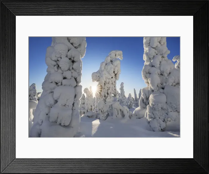 Framed Print : Boreal forest with snow covered spruces in winter - Finland, Northern Ostrobothnia Framed Print : Boreal forest with snow covered spruces in winter - Finland, Northern Ostrobothnia