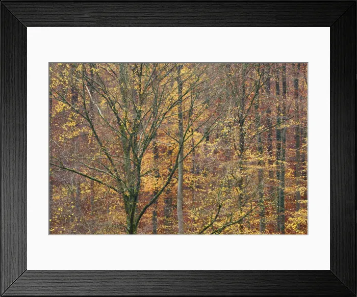 Framed Print : Beech forest in autumn colours - Germany, Baden-Wurttemberg, Tubingen, Bad Urach Framed Print : Beech forest in autumn colours - Germany, Baden-Wurttemberg, Tubingen, Bad Urach