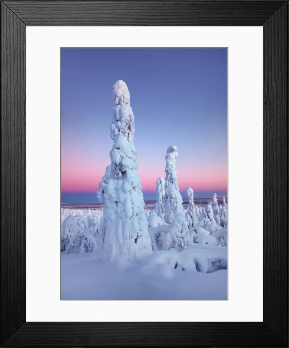 Framed Print : Boreal forest with snow covered spruces in winter - Finland, Northern Ostrobothnia, Ruka Framed Print : Boreal forest with snow covered spruces in winter - Finland, Northern Ostrobothnia, Ruka
