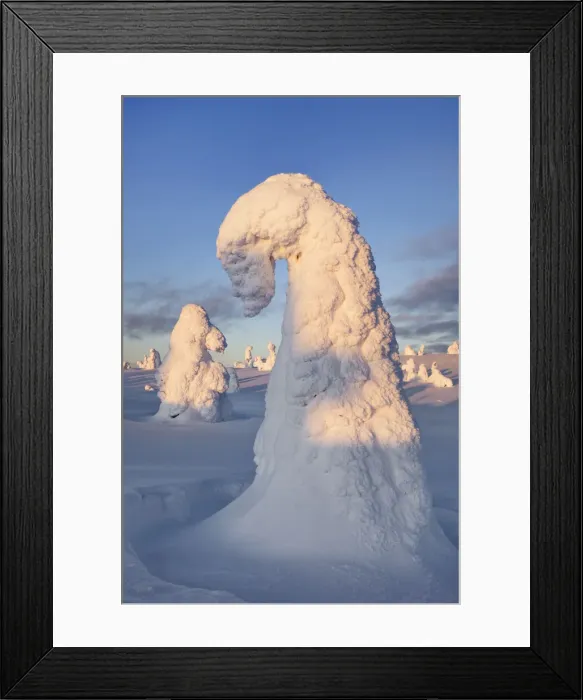 Framed Print : Snow covered spruces in winter - Finland, Eastern Lapland, Posio, Riisitunturi - Lapland Framed Print : Snow covered spruces in winter - Finland, Eastern Lapland, Posio, Riisitunturi - Lapland