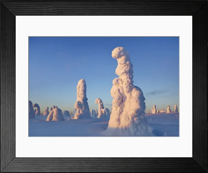 Framed Print : Snow covered spruces in winter - Finland, Eastern Lapland, Posio, Riisitunturi - Lapland Framed Print : Snow covered spruces in winter - Finland, Eastern Lapland, Posio, Riisitunturi - Lapland