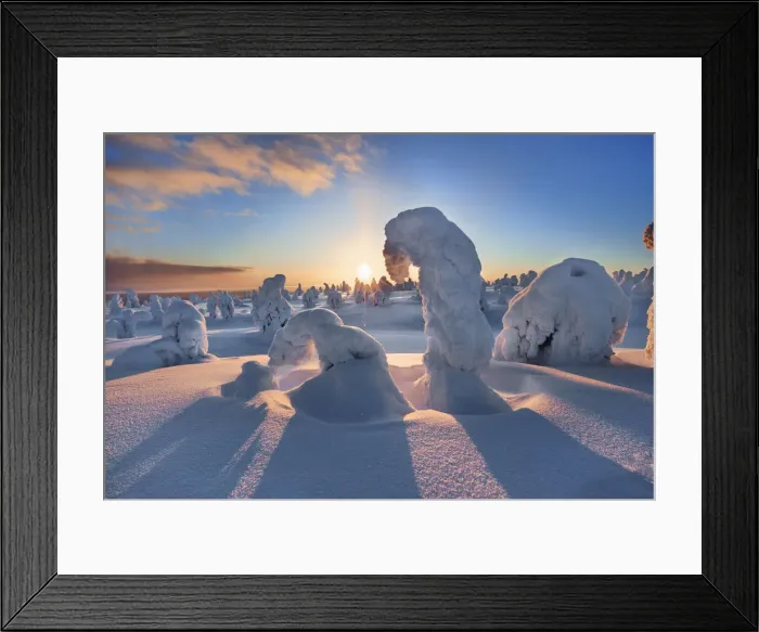 Framed Print : Snow covered spruces in winter - Finland, Eastern Lapland, Posio, Riisitunturi - Lapland Framed Print : Snow covered spruces in winter - Finland, Eastern Lapland, Posio, Riisitunturi - Lapland