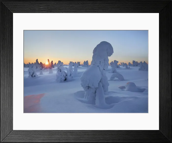 Framed Print : Snow covered spruces in winter - Finland, Eastern Lapland, Posio, Riisitunturi - Lapland Framed Print : Snow covered spruces in winter - Finland, Eastern Lapland, Posio, Riisitunturi - Lapland