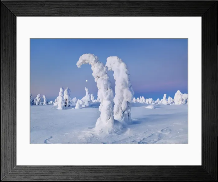 Framed Print : fell with snow covered spruces in winter - Finland, Eastern Lapland, Posio