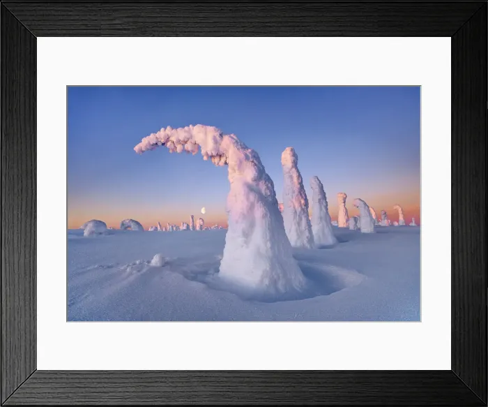 Framed Print : fell with snow covered spruces in winter - Finland, Eastern Lapland, Posio Framed Print : fell with snow covered spruces in winter - Finland, Eastern Lapland, Posio