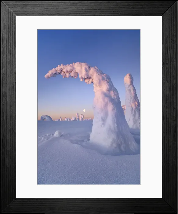 Framed Print : fell with snow covered spruces in winter - Finland, Eastern Lapland, Posio Framed Print : fell with snow covered spruces in winter - Finland, Eastern Lapland, Posio