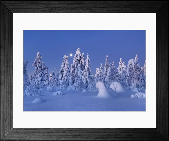 Framed Print : Boreal forest with snow covered spruces in winter - Finland, Eastern Lapland, Posio Framed Print : Boreal forest with snow covered spruces in winter - Finland, Eastern Lapland, Posio