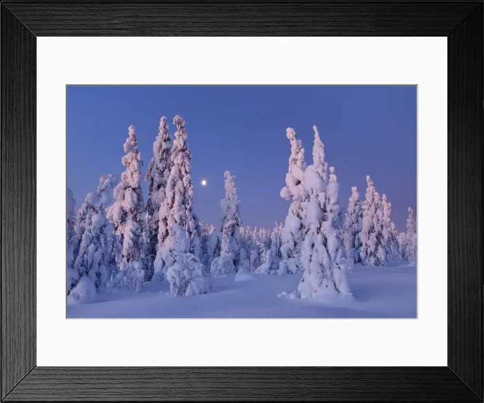 Framed Print : Boreal forest with snow covered spruces in winter - Finland, Eastern Lapland, Posio Framed Print : Boreal forest with snow covered spruces in winter - Finland, Eastern Lapland, Posio