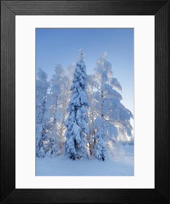 Framed Print : Boreal forest with snow covered birches and spruces in winter - Finland Framed Print : Boreal forest with snow covered birches and spruces in winter - Finland