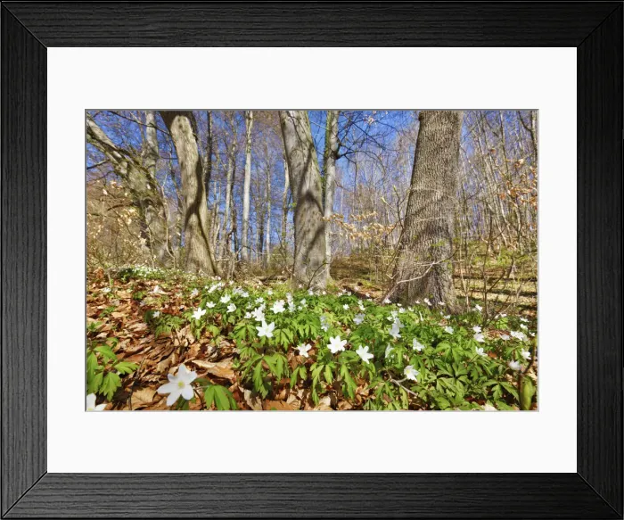 Framed Print : Wood anemone in beech forest - Germany, Bavaria, Upper Bavaria, Starnberg Framed Print : Wood anemone in beech forest - Germany, Bavaria, Upper Bavaria, Starnberg