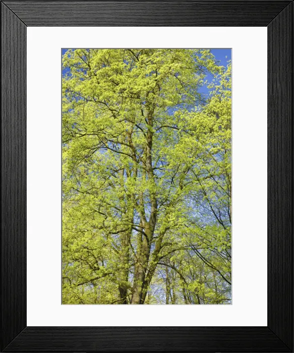 Framed Print : Norway maple in bloom - Germany, Bavaria, Upper Bavaria, Munich, Englischer Garten Framed Print : Norway maple in bloom - Germany, Bavaria, Upper Bavaria, Munich, Englischer Garten