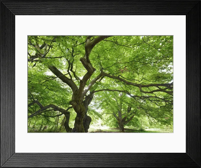 Framed Print : European beech - Germany, Hessia, Kassel, Waldeck-Frankenberg, Bad Wildungen Framed Print : European beech - Germany, Hessia, Kassel, Waldeck-Frankenberg, Bad Wildungen