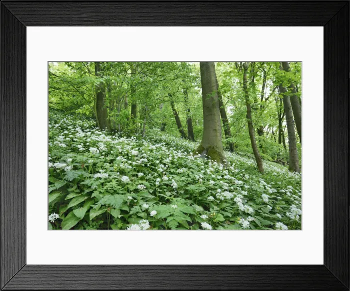 Framed Print : Bear garlic in beech forest - Germany, Hessia, Kassel, Schwalm-Eder-Kreis, Gudensberg Framed Print : Bear garlic in beech forest - Germany, Hessia, Kassel, Schwalm-Eder-Kreis, Gudensberg