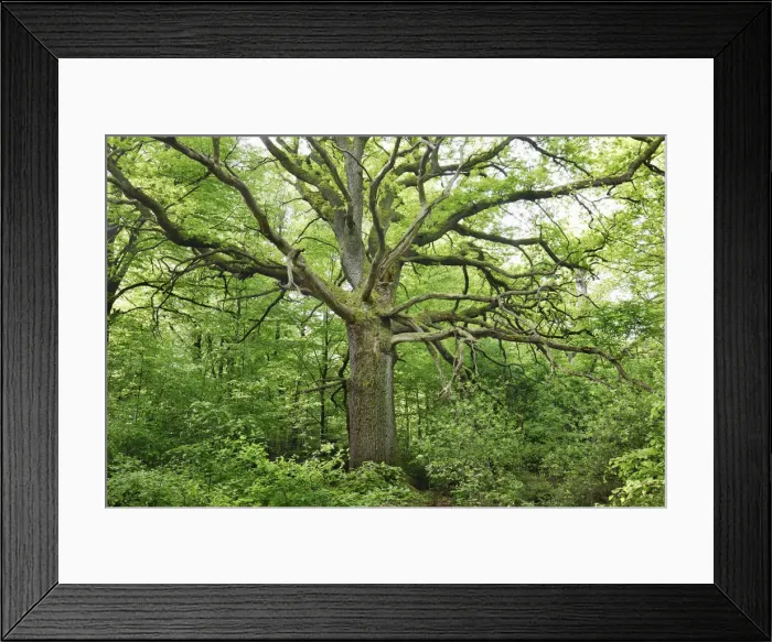 Framed Print : Oak - Germany, Hessia, Kassel, Hofgeismar, Urwald Sababurg - Reinhardswald Framed Print : Oak - Germany, Hessia, Kassel, Hofgeismar, Urwald Sababurg - Reinhardswald