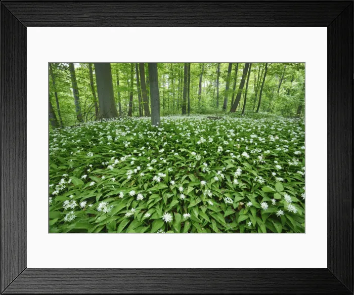 Framed Print : Bear garlic in beech forest - Germany, Lower Saxony, Gottingen - Gottinger Stadtwald Framed Print : Bear garlic in beech forest - Germany, Lower Saxony, Gottingen - Gottinger Stadtwald