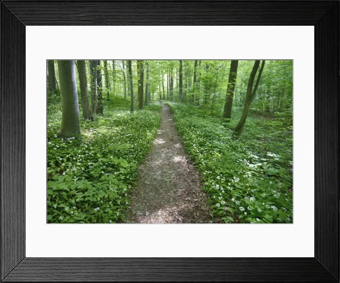 Framed Print : Hiking trail in beech forest with bear garlic - Germany, Lower Saxony Framed Print : Hiking trail in beech forest with bear garlic - Germany, Lower Saxony