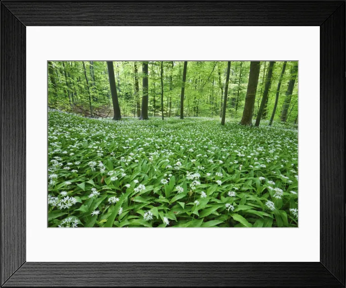 Framed Print : Bear garlic in beech forest - Germany, Lower Saxony, Gottingen - Gottinger Stadtwald Framed Print : Bear garlic in beech forest - Germany, Lower Saxony, Gottingen - Gottinger Stadtwald