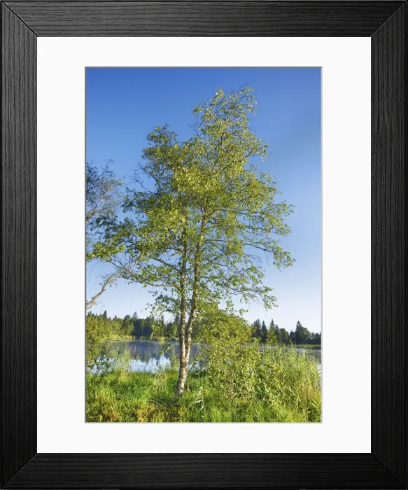 Framed Print : Silver birch - Germany, Baden-Wurttemberg, Tubingen, Ravensburg, Bad Wurzach Framed Print : Silver birch - Germany, Baden-Wurttemberg, Tubingen, Ravensburg, Bad Wurzach