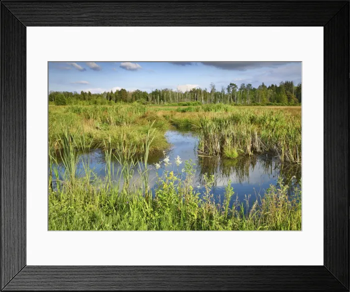 Framed Print : Moorland in Pfrunger Ried - Germany, Baden-Wurttemberg, Sigmaringen, Ostrach, Ulzhausen Framed Print : Moorland in Pfrunger Ried - Germany, Baden-Wurttemberg, Sigmaringen, Ostrach, Ulzhausen